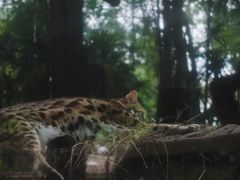 -清迈夜间动物园