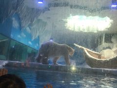 -芜湖新华联大白鲸海洋公园