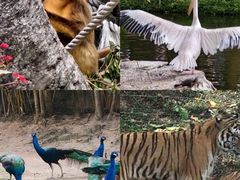 -深圳野生动物园