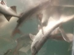 鸭嘴鱼-漓江又一軒·广西菜·桂林米粉(梅林店)