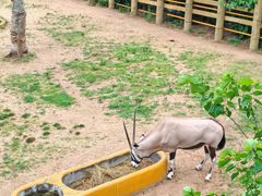 -西霞口神雕山野生动物世界