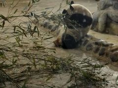 -成都大熊猫繁育研究基地
