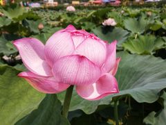 -白洋淀景区