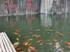 -千岛湖东南湖区