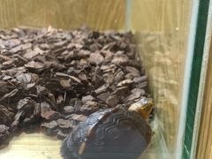-灵龟之家百象馆(百象馆联合旗舰店)