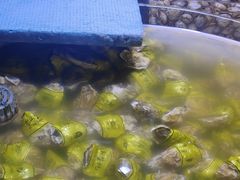 -聚盛源蒸汽海鲜火锅烤肉自助(巨川金海岸购物广场店)