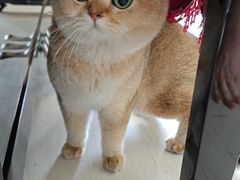 -中农国际动物医院24小时·猫科·骨科·急重症中心