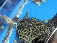 -泉城欧乐堡海洋极地世界
