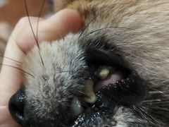 -美联众合动物医院·24h京西诊疗中心