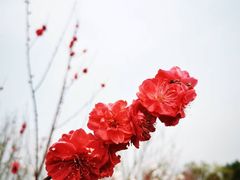 -瑶湖郊野森林公园