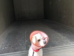 -佑安动物医院·全科·内窥镜中心(幸福巷店)