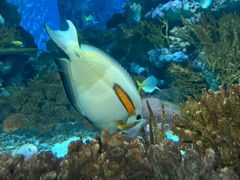 -上海海洋水族馆