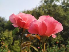 -共青国家森林公园-售票处