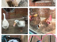 -北京鹿世界主题园