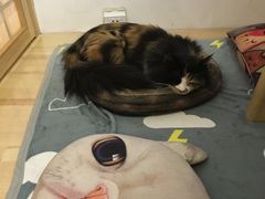 -小时光咖啡馆(开森度假森林店)