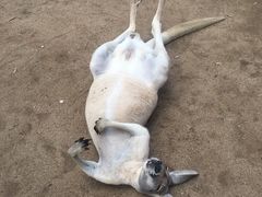 -可伦宾野生动物保护区