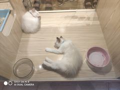 -屋虎猫馆(宝安大仟里店)