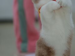 -Bastet sally猫舍购宠(静安店)