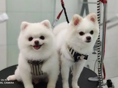-柚子宠物(伊珊娜调理店)