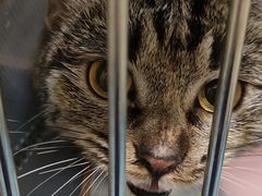 -萌兽医馆·犬猫专科·眼科中心·宠物医院(朝阳门分院)