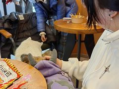 -爪吧宠物乐园·宠物泳池(温榆河示范区店)