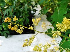 -黑龙江省森林植物园