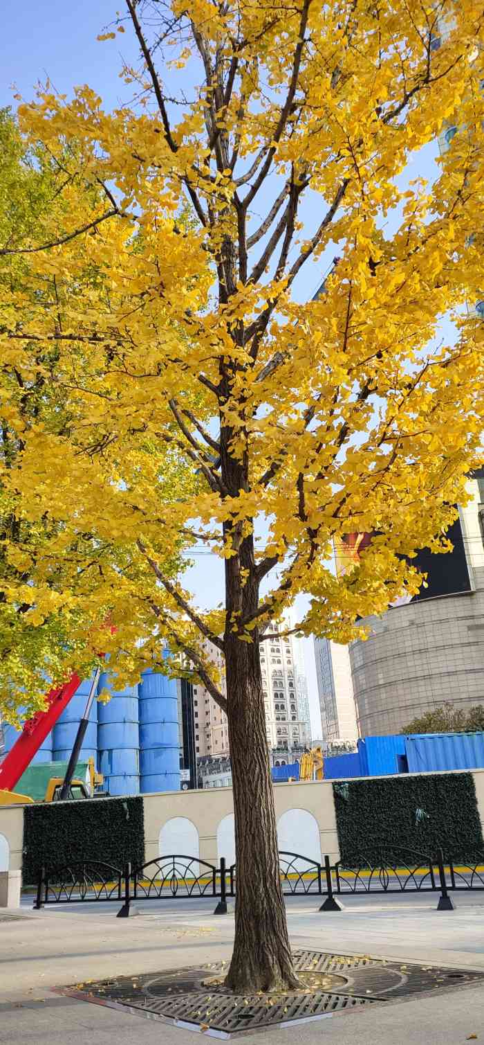 广场公园-"延中绿地是免费开放公园,原来家就在附近后.