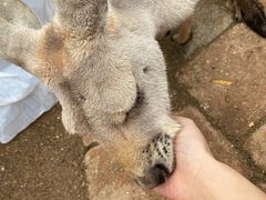 -可伦宾野生动物保护区