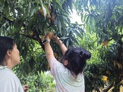 -老袁家蜜桃农场·阳山水蜜桃