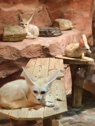 -Zoolung Zoolung动物主题公园(海信广场店)