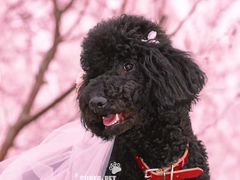 -超宠爱宠物摄影-Super pet