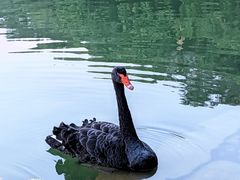 -麓湖高尔夫球俱乐部