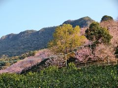 -灵光寺