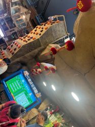 -卡通尼·Safari非洲探索乐园·生日会(金桥国际商业广场店)