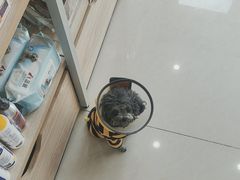 -艾贝尔宠物医院·24H转诊中心·肿瘤猫专科(江宁双龙店)