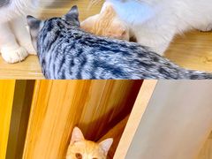 -喵八撸猫馆