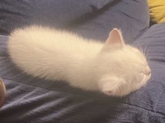 -lincat·猫舍(广州店)