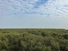 -北海金海湾红树林生态旅游区