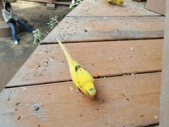 -南宫五洲植物乐园