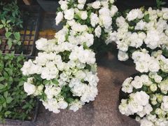 -双季花艺园艺市场(浦东店)