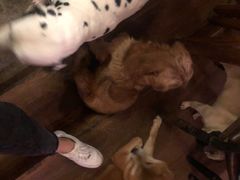 -萌喵咖啡屋(人民东路4号口M16商铺店)