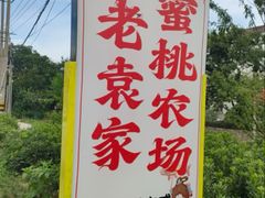 -老袁家蜜桃农场·阳山水蜜桃