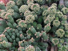 -墨尔本皇家植物园