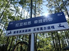 -莫尔道嘎国家森林公园