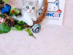 -十年猫舍·猫咪专门店(普陀店)