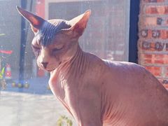 -豆逗聊愈猫阁Easy Life