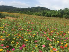 花海-盈香心动乐园