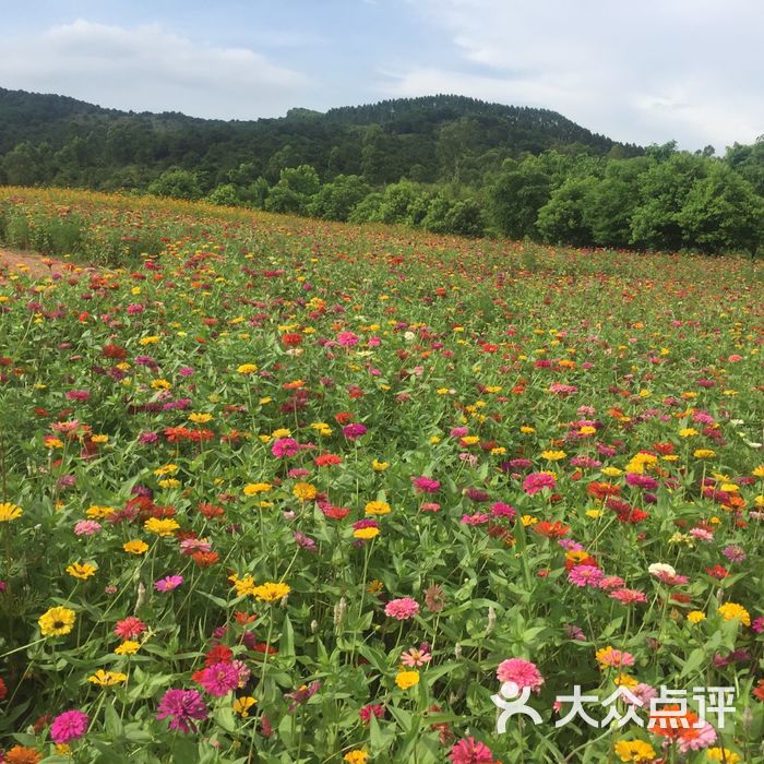 高明盈香生態園景點圖片-北京採摘/農家樂-大眾點評網