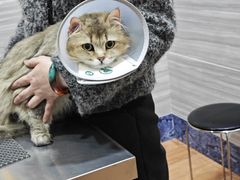 -瑞派名望志远动物医院·猫科·內科·异宠专科(直港大道店)