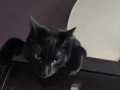 -瑞派动物医院·绝育·犬猫全科·预防医学(光景江南中店)